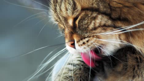 Cute-siberian-cat-licking-his-paw-to-clean-himself