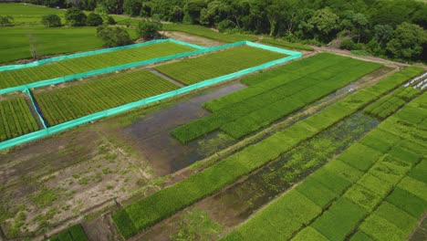 Vuelo-Drone-Sobre-Campos-De-Arroz-En-América-Del-Sur