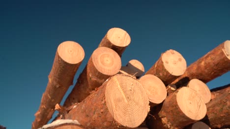 trunks of trees cut on clear sky background.