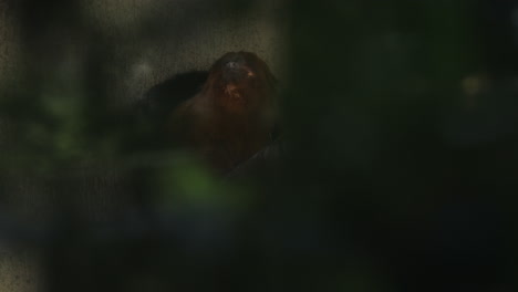 Golden-lion-tamarin-entering-hidden-hole-on-wall-behind-trees