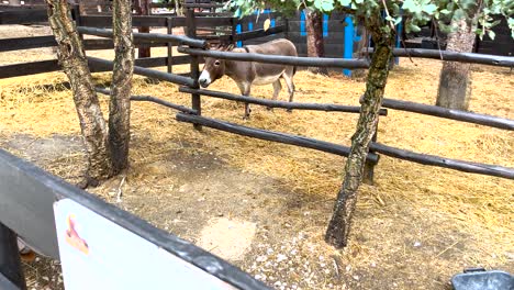 donkey at its home requests food on a farm in portugal