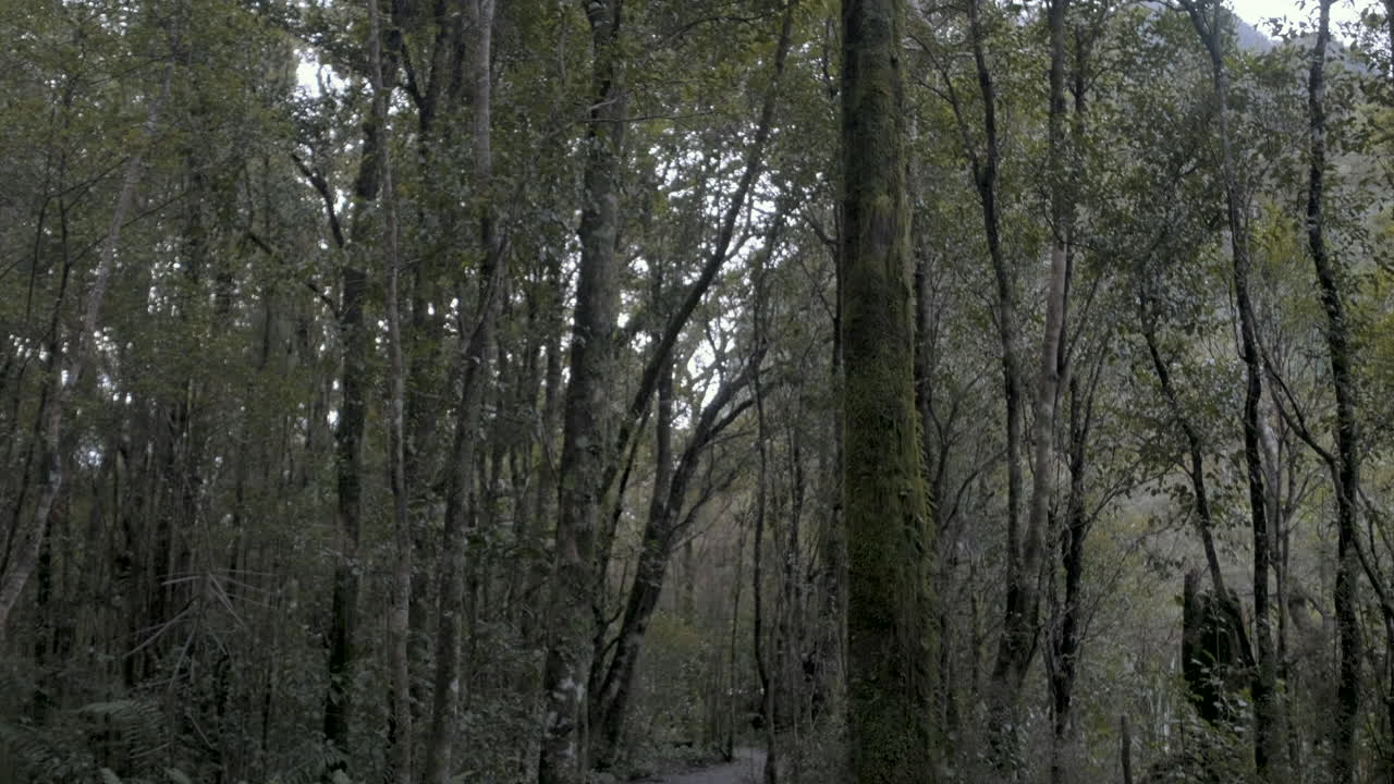 toma panorámica de árboles verdes cubiertos de musgo en un bosque oscuro y sombrío