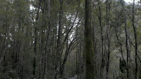 panning shot of mossy green trees in a dark and gloomy forrest