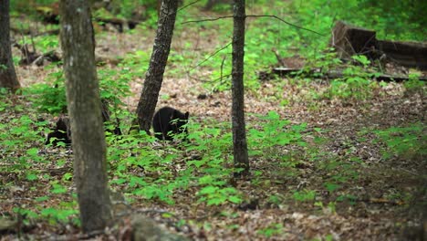Black bear cubs playing in the forest with their mother nearby in Cades Cove, Great Smoky Mountains National Park