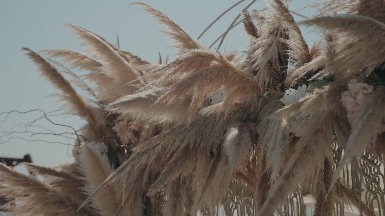 decorative pampas grass wedding arch swaying in sunlight