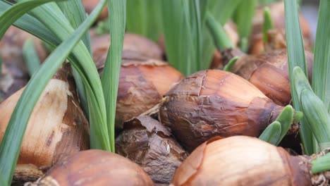 spring bulbs