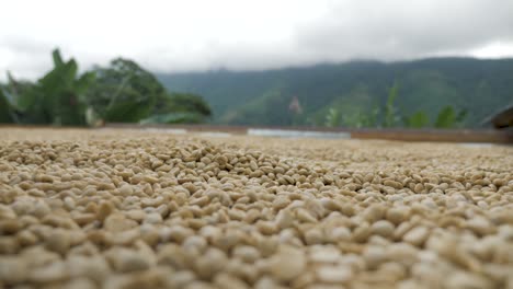 toma de una plantación de café en colombia donde los granos de café se clasifican, se limpian, se perforan y se tratan, se secan al sol y se preparan en un proceso artesanal en las tierras agrícolas tradicionales de la aldea de colombia sierra nevada