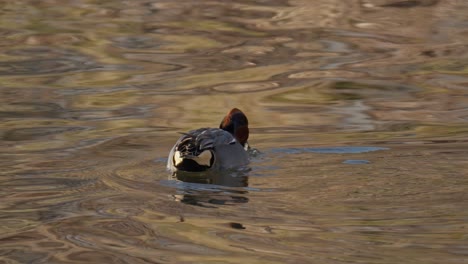 portrait of a male eurasian teal searching food on a lake in sunny summertime