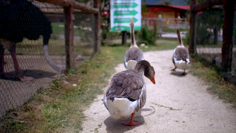 Geese-walk-past-ostrich-behind-fence-at-farm-in-Ecuador,-slo-mo