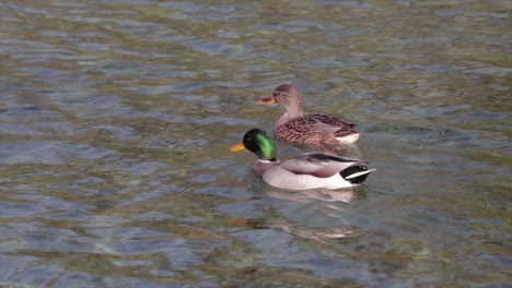 Ein-Paar-Enten,-Die-In-Einem-See-Schwimmen