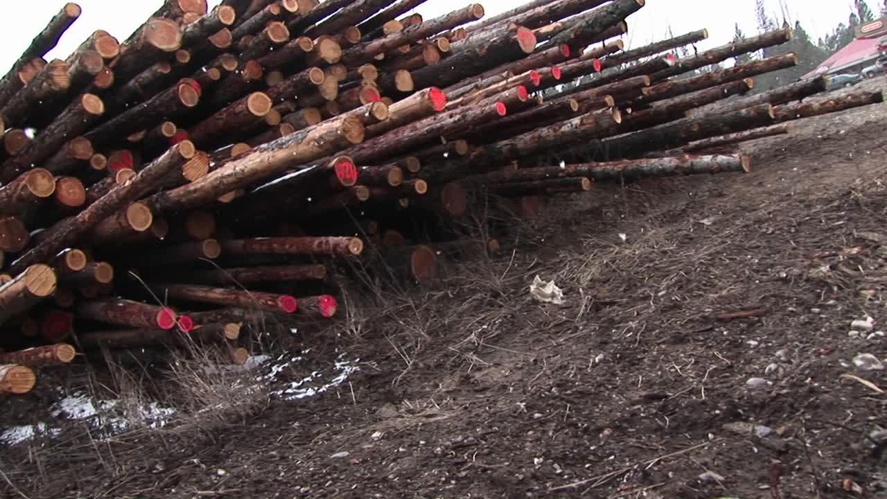 摄像机堆叠着各种长度的切割木头, 有些在末端有红色标记