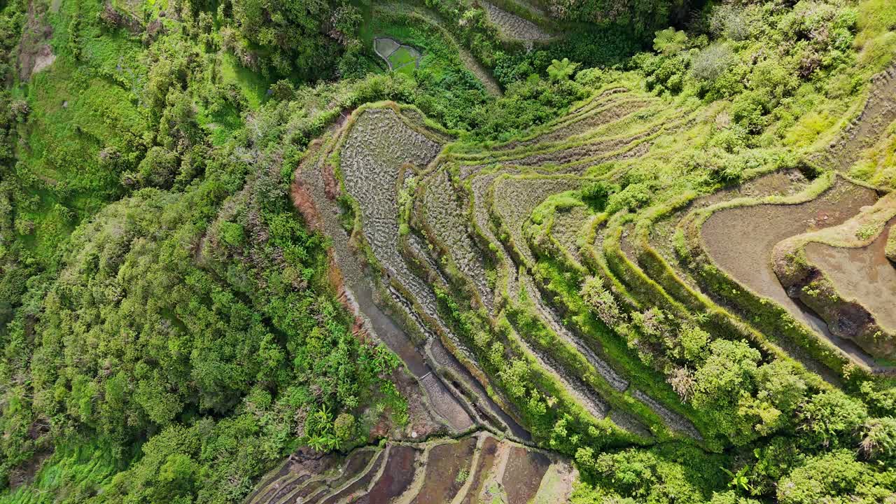 imágenes de drones de arriba hacia abajo de terrazas de arroz verde en el norte de filipinas