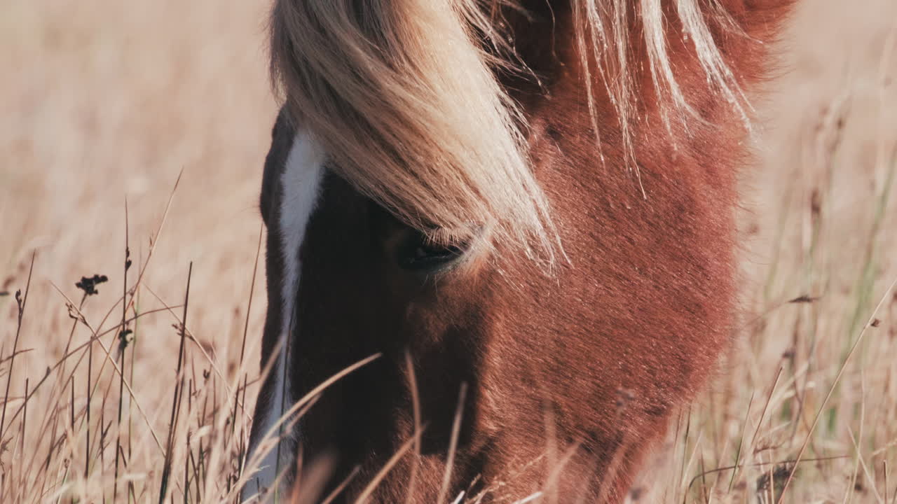 caballo islandés pastando en el campo en un día soleado, cámara lenta, primer plano extremo