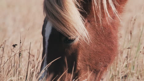 icelandic horse grazing in field on sunny day, slow motion, extreme close up