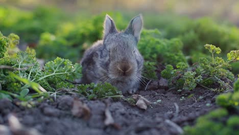 un conejo bebé lindo en un jardín
