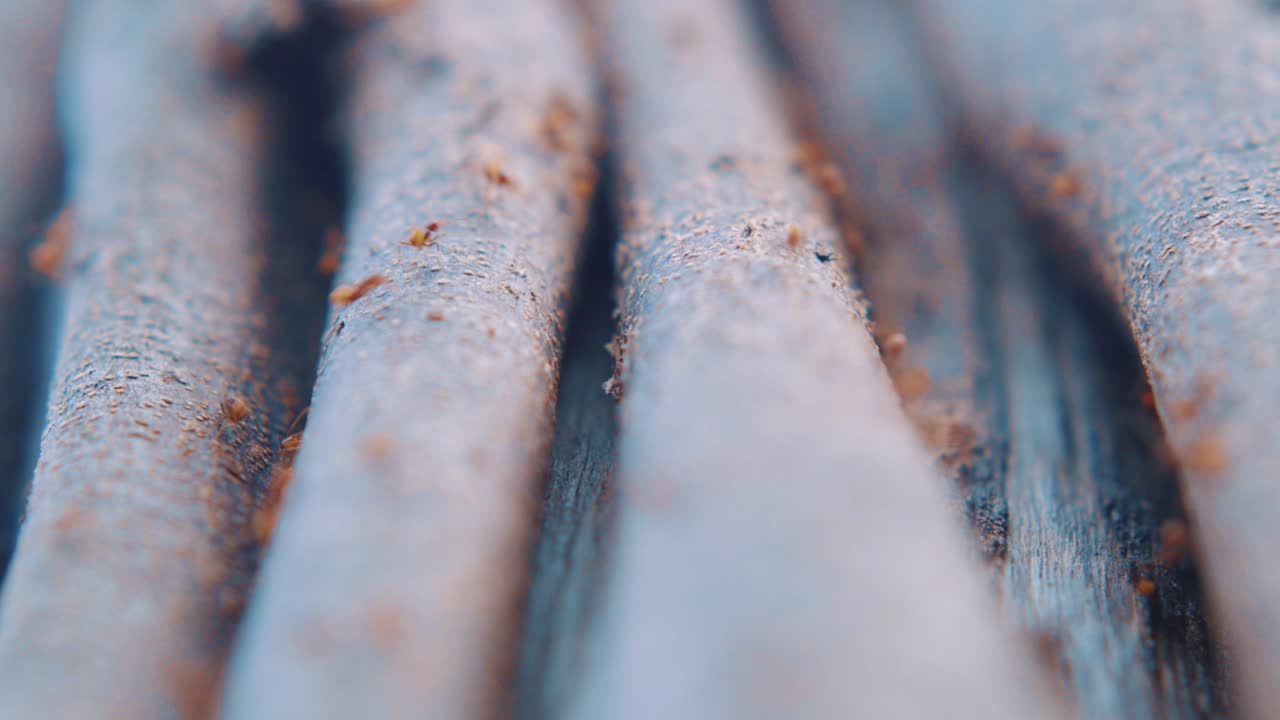 hormigas carpinteras rojas arrastrándose sobre un árbol en curacao - primer plano