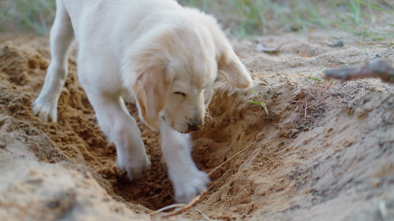 retrato de un cachorro enérgico cavando un agujero en la arena. un paseo divertido con un perro activo
