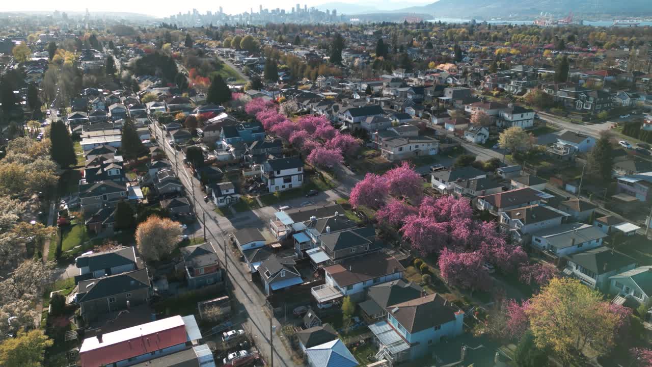 봄에 밴쿠버 동네와 주거 지역 위에 아진 드로니, 거리에서 체리 꽃이 피고, 배경에는 밴쿠버 시, 버나비, 브리티시 컬럼비아, 캐나다