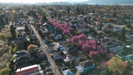 drojne disparado sobre el barrio de vancouver y el área residencial en primavera con flores de cerezo en las calles y la ciudad de vancouver en el fondo, burnaby, columbia británica, canadá