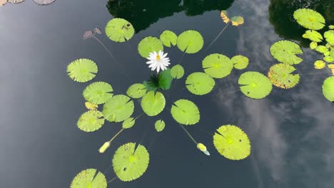 Zierliche-Schönheit-Der-Weißen-Seerose,-Die-Friedlich-Auf-Der-Oberfläche-Schwimmt,-Mit-Einem-Spiegelbild-Des-Himmels,-Der-Sich-Im-See-Widerspiegelt