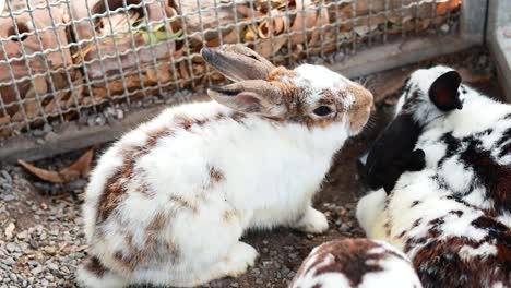 rabbits socializing at khlong lat mayom market