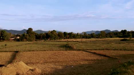 aerial forward shot over fields and cows in vang vieng laos