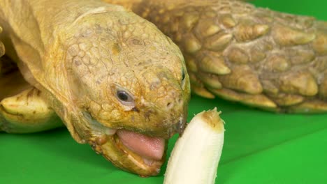 close-up of a sulcata african spurred tortoise eating a banana on green chroma key screen