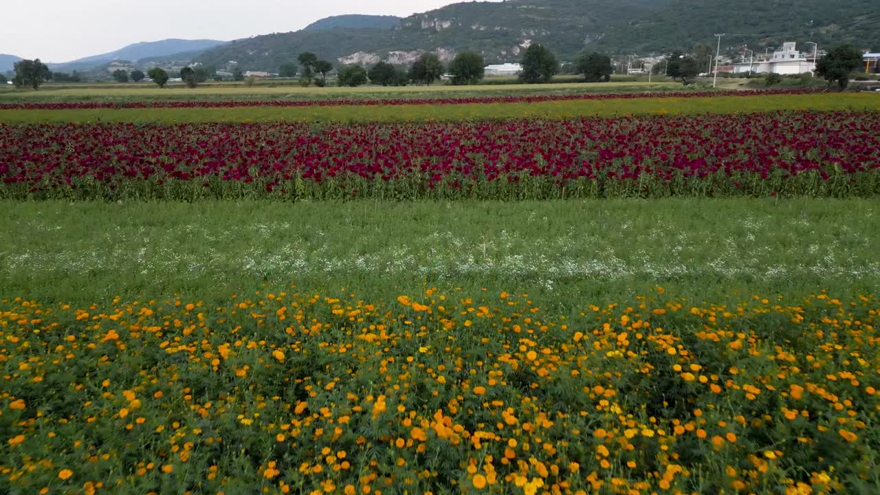 Campo coltivato con drone di fiori di cempasúchil