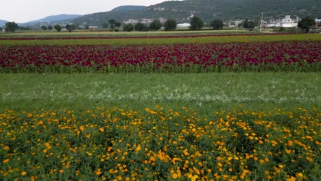 Pflanzfeld-Mit-Drohne-Von-Cempasuchil-Blumen