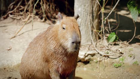 Close-Up of Capybaras in Captivity at the Chiang Mai Zoo in Chiang Mai, Thailand