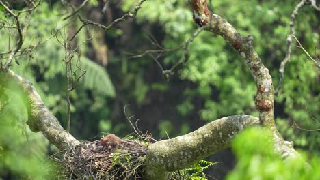 Elang-Jawa,-Una-Endémica-De-Indonesia,-Que-Sólo-Se-Encuentra-En-La-Isla-De-Java-Y-Es-Uno-De-Los-Animales-Más-Amenazados.