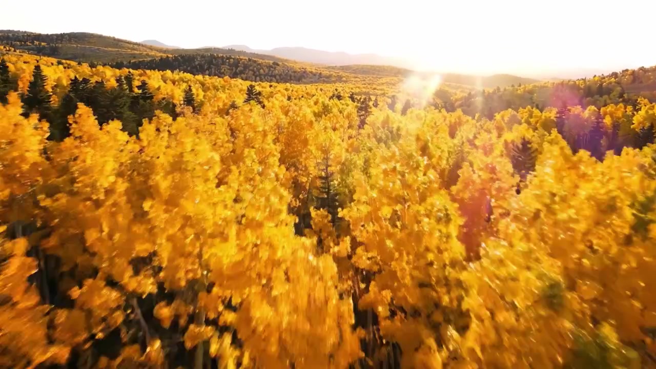 Paesaggio autunnale dorato: vista aerea di foreste di un giallo vibrante illuminate dalla luce soffusa del tramonto, che mostra i colori autunnali mozzafiato della natura.