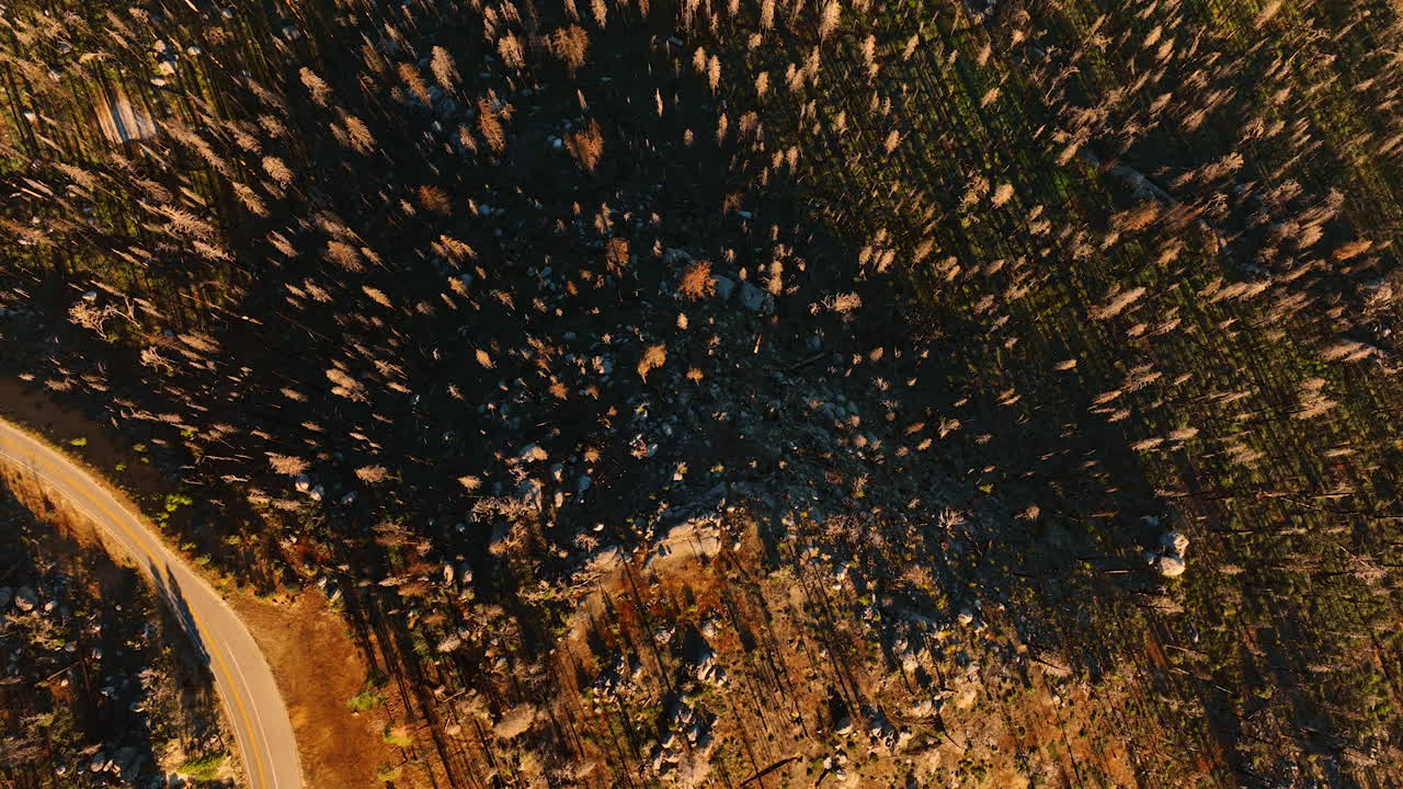 Dry pine trees on the rocky landscape. Drone footage descending over the mountain at sunset. Top perspective.