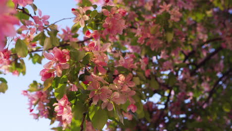 Pink-sakura-flowers-blooming-among-vivid-green-leafs-against-sunset-sky.