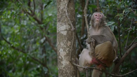 le singe à l'extérieur