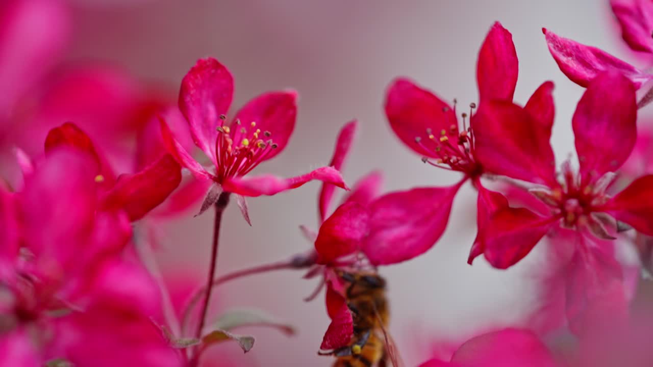 Macro establishing of bee collecting pollen on bright pink blossoms in slow motion
