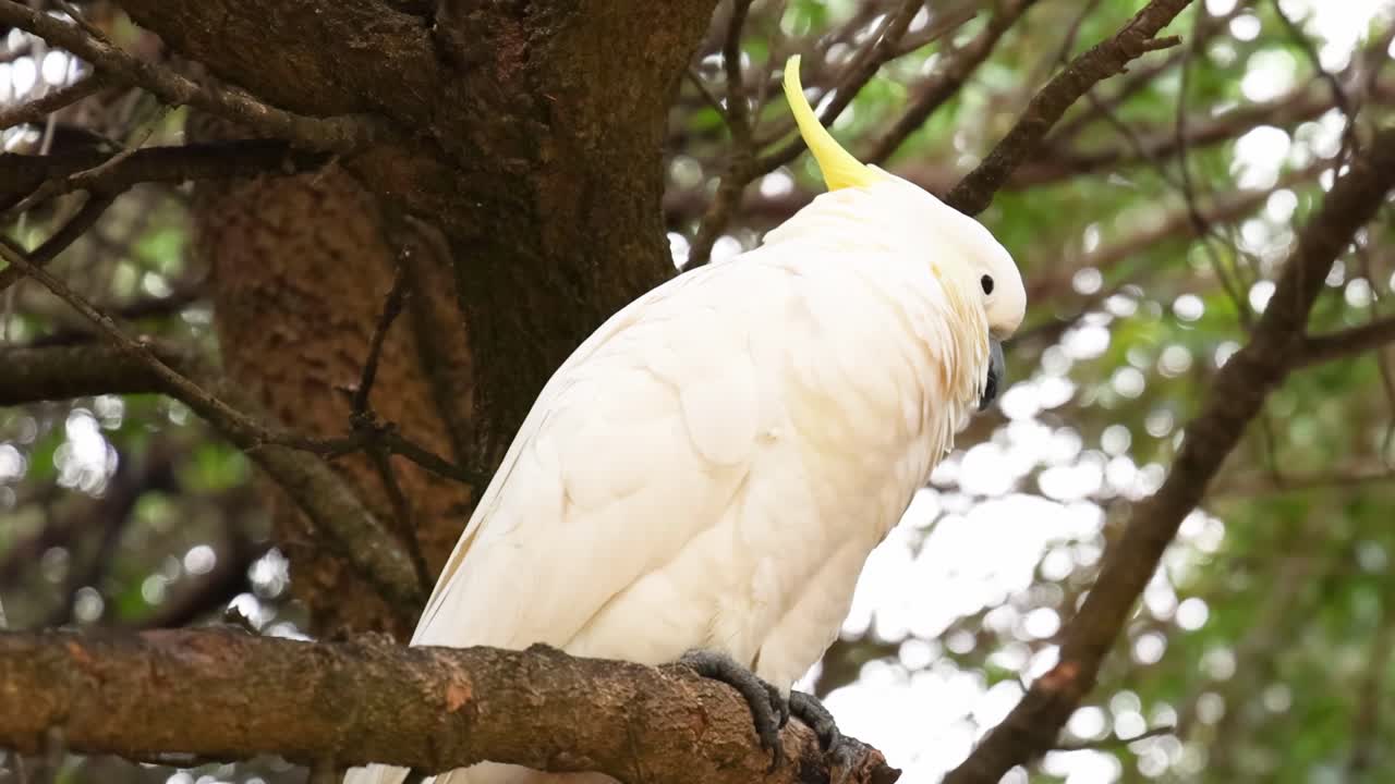 A sulphur-crested cockatoo perches calmly on a pine tree branch, surrounded by lush green foliage.