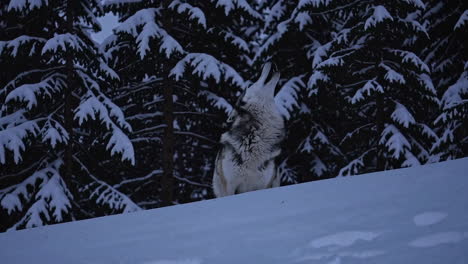 wolf howling in snowy forest at twilight