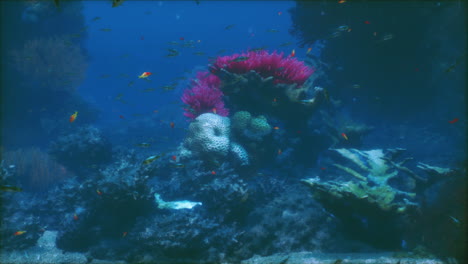 beautiful coral reef with colorful fish