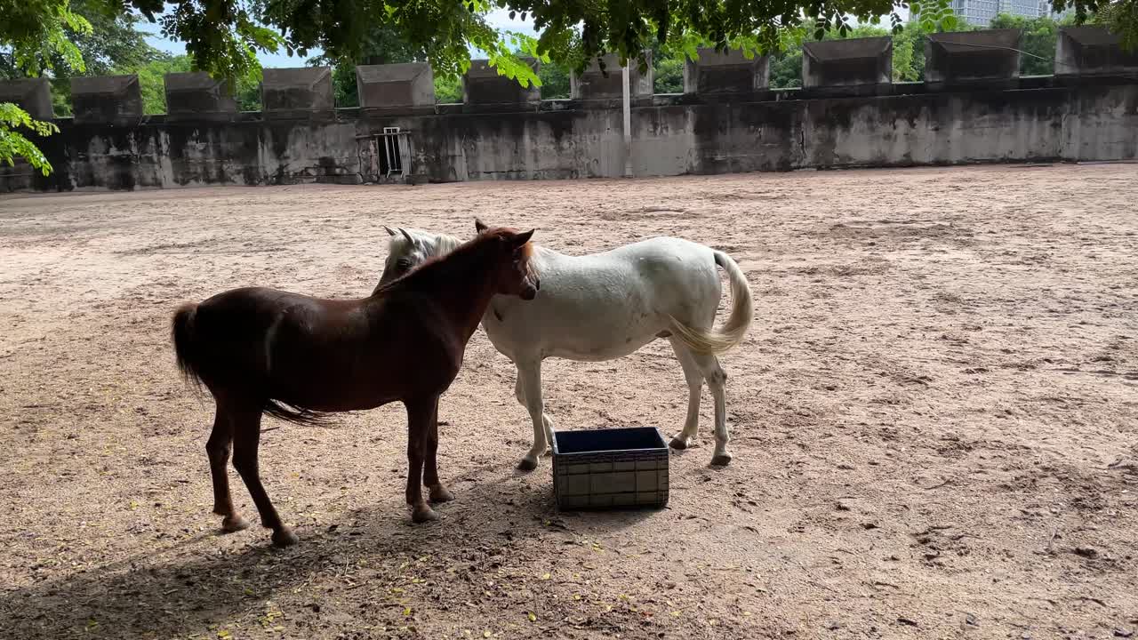 hermoso caballo blanco camina hacia el caballo marrón y se acicala entre sí