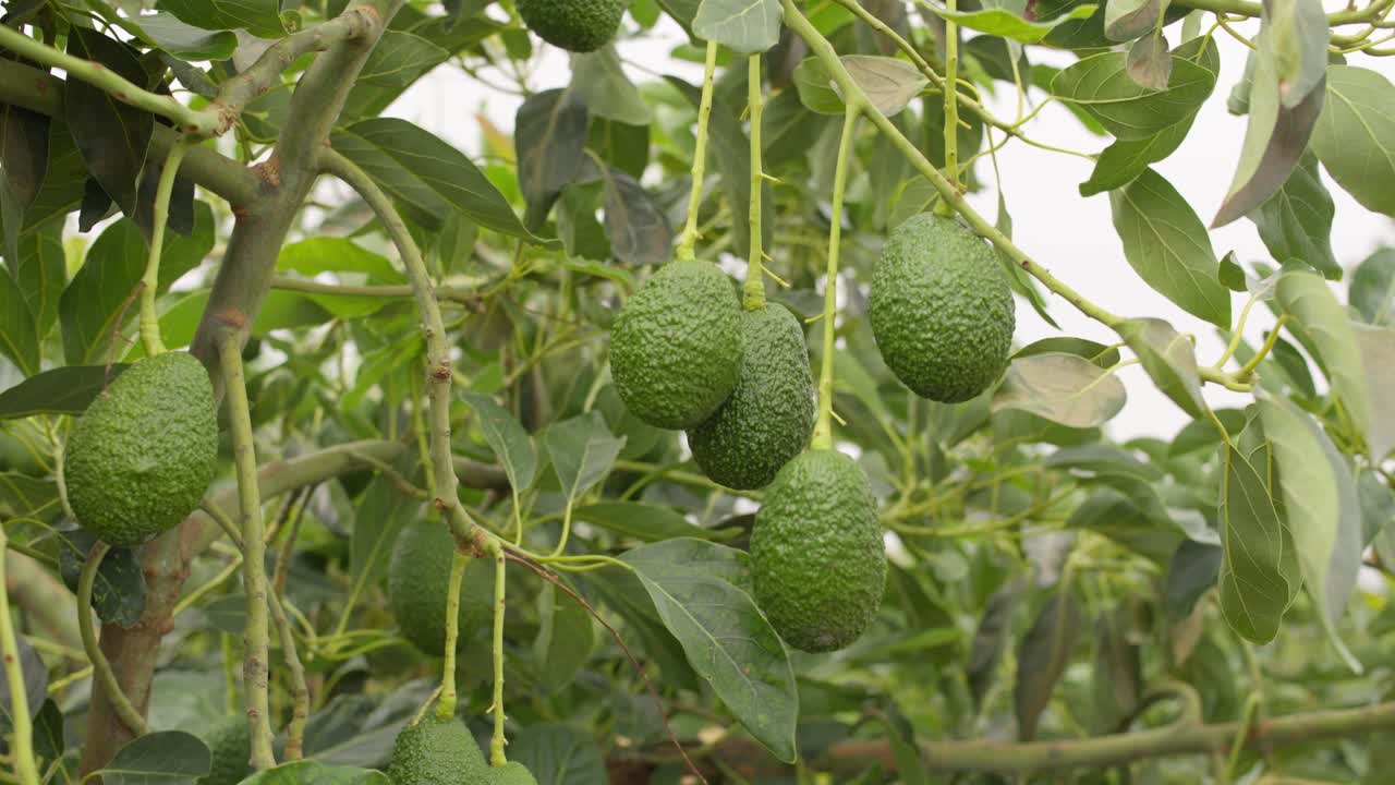 aguacate en cámara lenta en primer plano 2