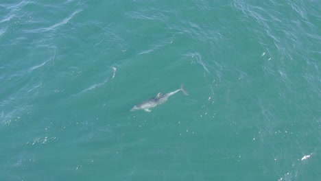 delfín nariz de botella nadando en el agua clara del mar azul en australia