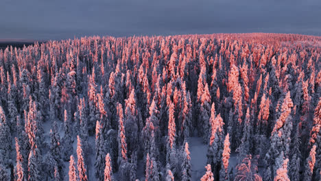 Drone dropping in middle of pink trees, winter sunrise in untouched wild of Lapland