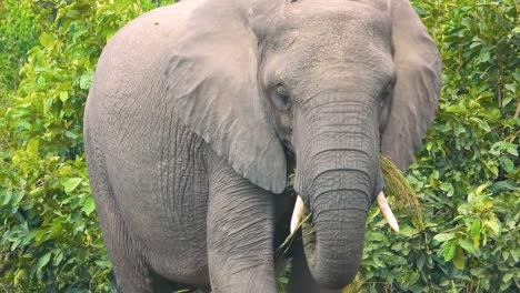 Nahaufnahme-Eines-Afrikanischen-Savannenelefanten,-Der-Mitten-Im-Afrikanischen-Dschungelwald-Gras-Frisst