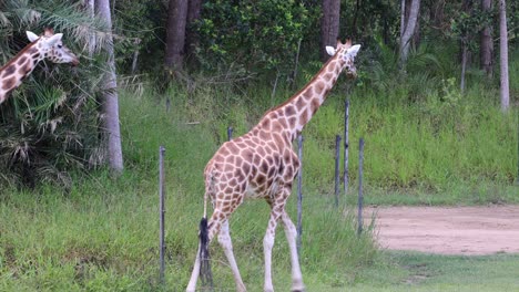 a giraffe strides through a grassy area with trees.