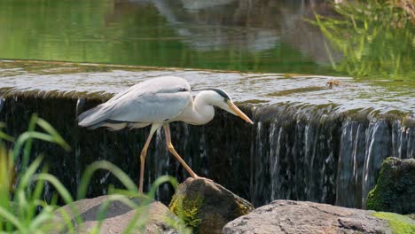 heron bird on standing the rock beside small waterfall, nature scene from yangje stream, korea