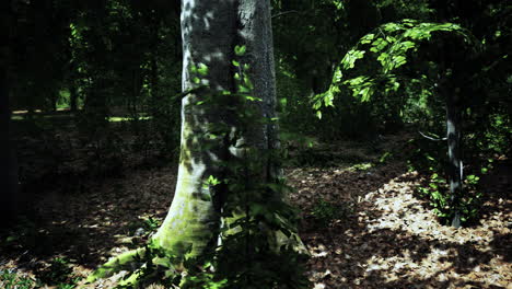 Das-Letzte-Tageslicht-Dringt-In-Den-Alten-Wald-Ein,-Kurz-Danach-Regnet-Es