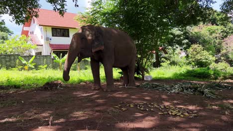 A-close-up-shot-of-an-elephant-snacking-some-bananas