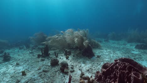 Schwimmen-über-Dem-Riff-Mit-Einigen-Kleinen-Fischen,-Die-Um-Die-Korallen-Herumspielen