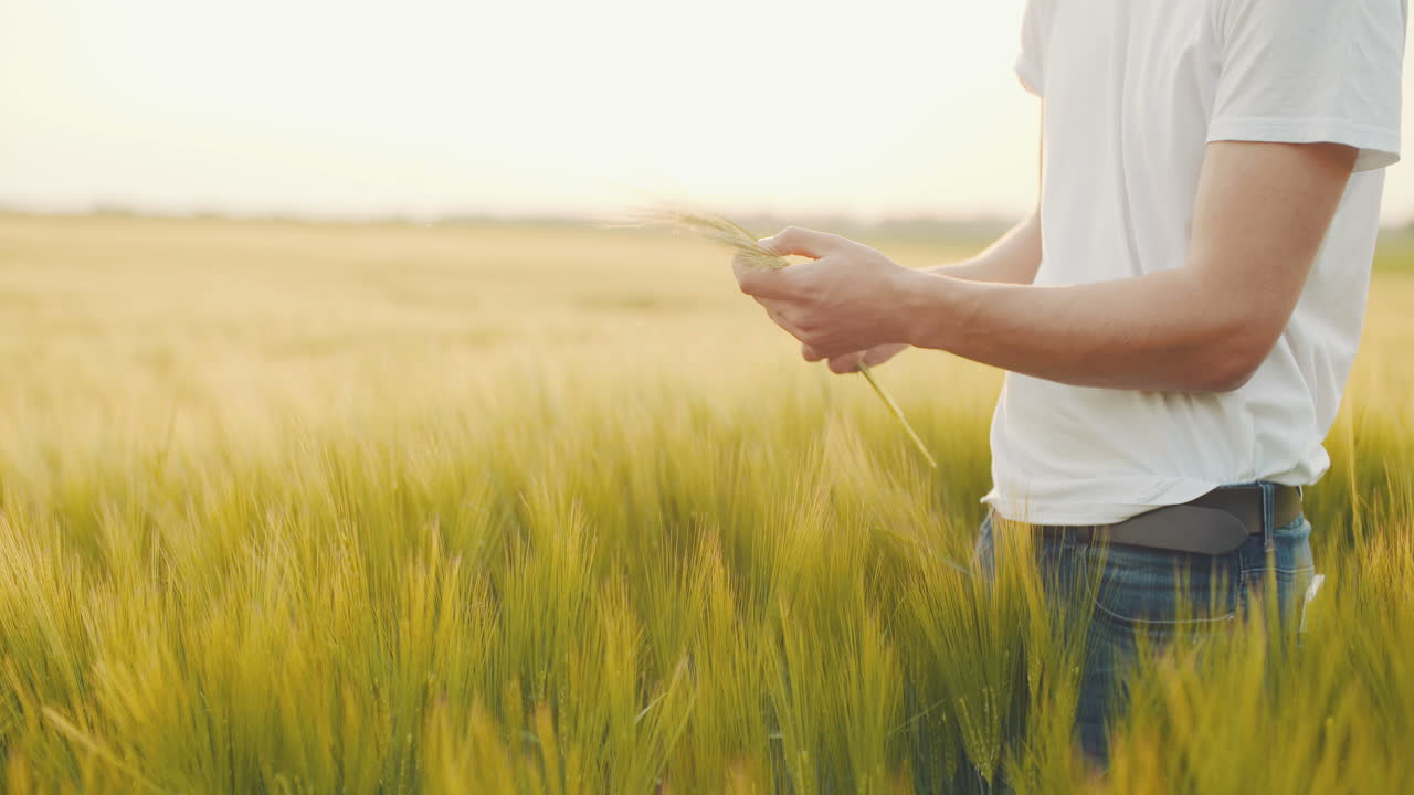 수확하기 전에 손으로 밀 품질을 확인하는 농부